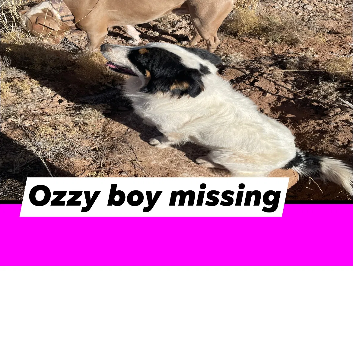 Lost dog in Alamogordo, NM, 88310