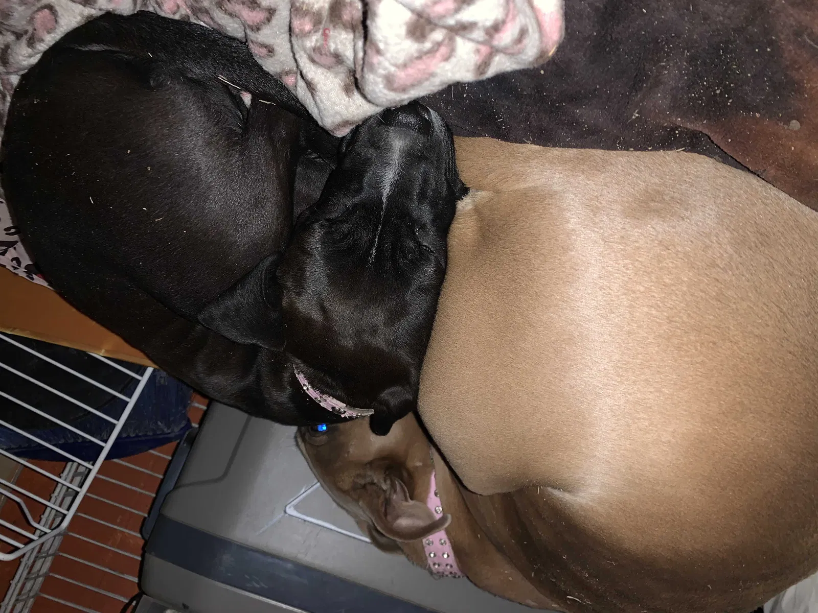 Lost dog in Fort Smith, AR, 72901