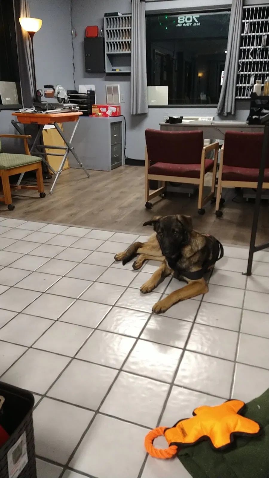 Lost dog in Vancouver, WA, 98665