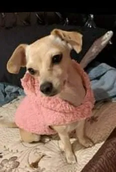 Lost dog in Azusa, CA, 91702