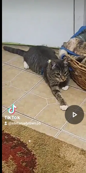 Lost cat in Tecumseh, OK, 74873