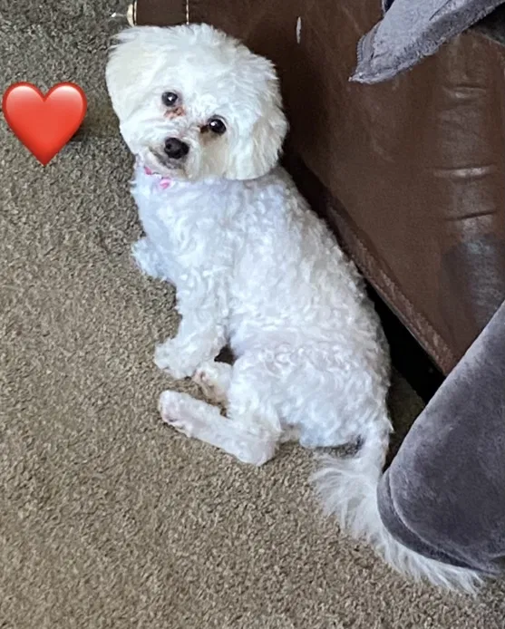 Lost dog in Reno, NV, 89506