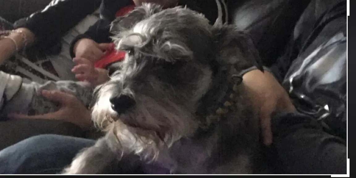 Lost dog in Houston, TX, 77062