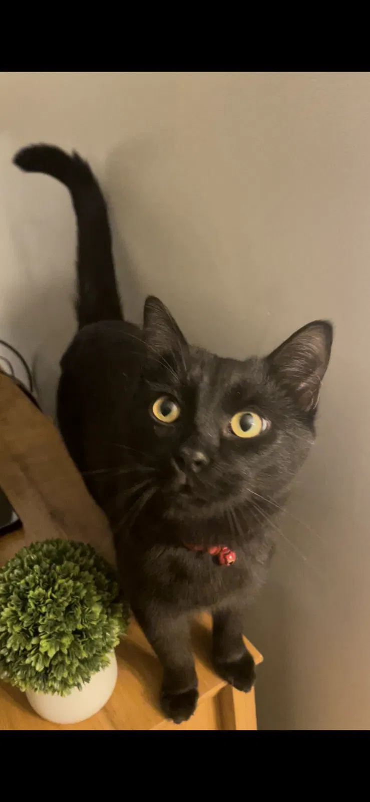 Lost cat in Cranberry Twp, PA, 16066