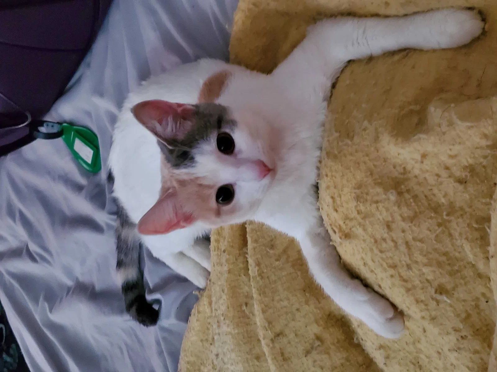 Lost cat in Tucson, AZ, 85712