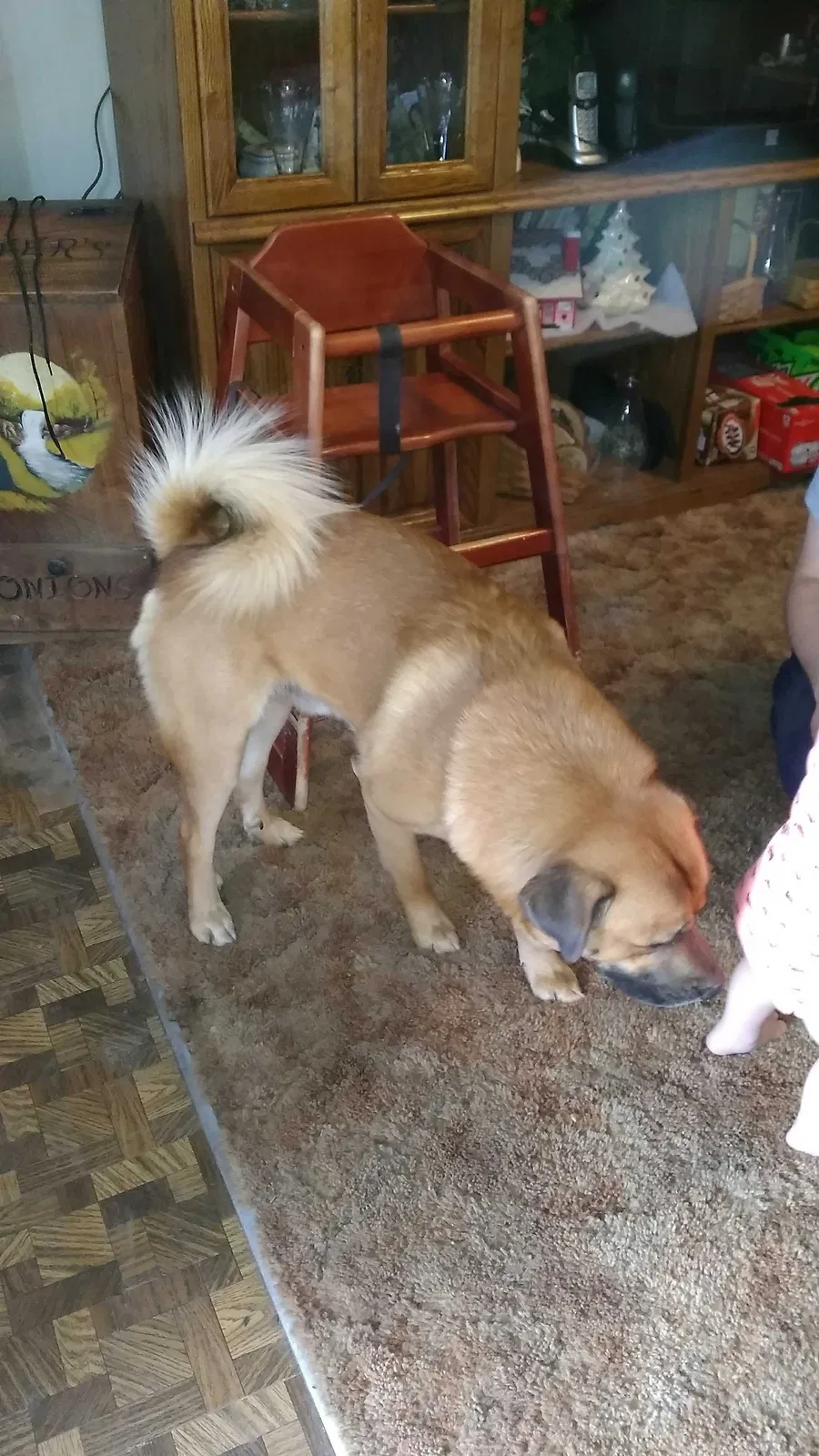 Lost dog in Oklahoma City, OK, 73109