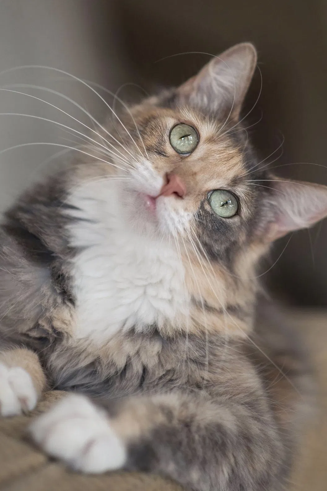 Lost cat in San Antonio, TX, 78254