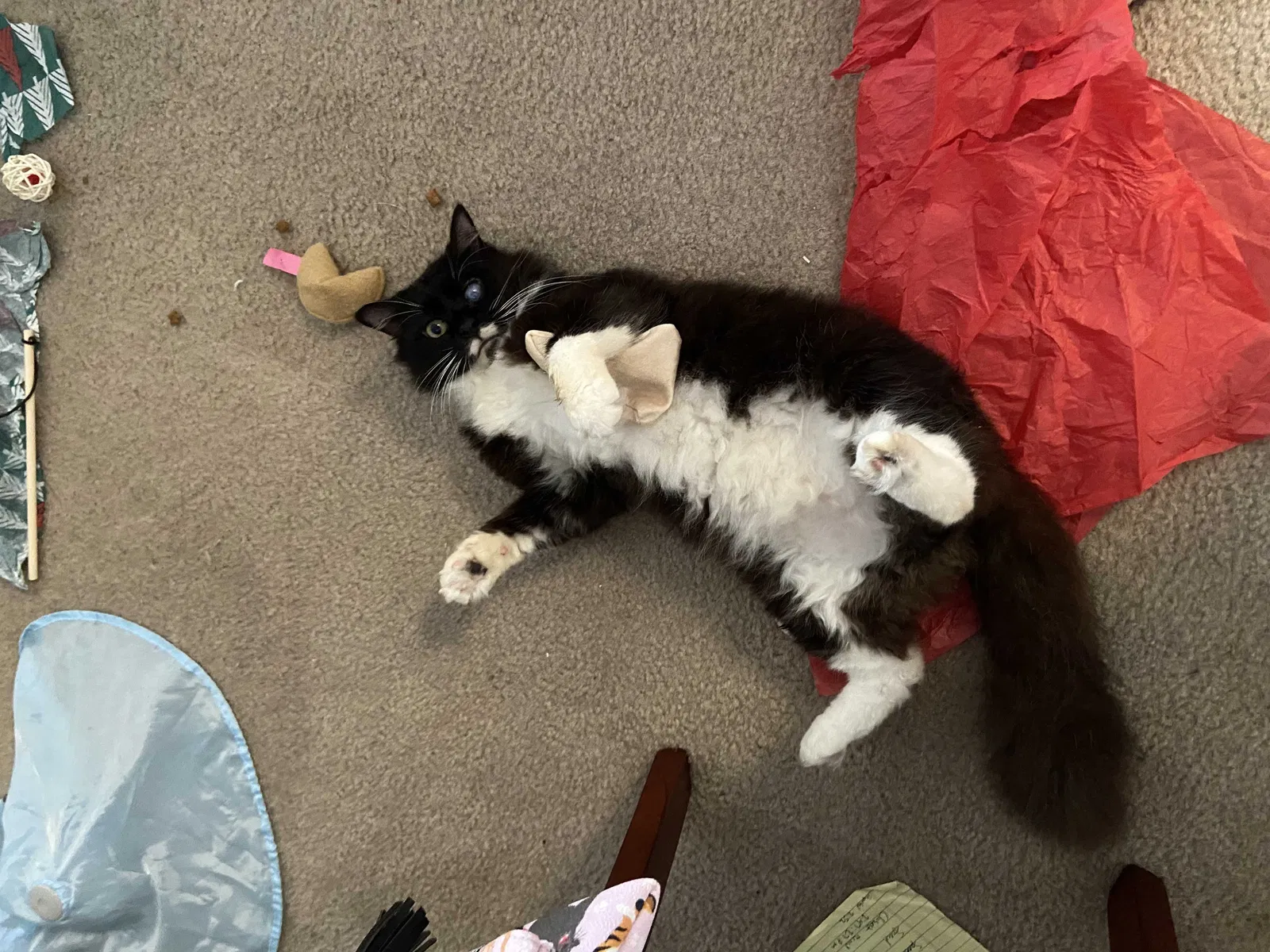 Lost cat in Orlando, FL, 32835