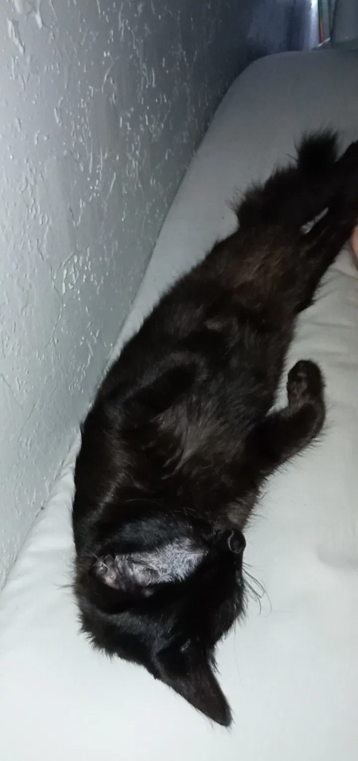 Lost cat in Tulsa, OK, 74133