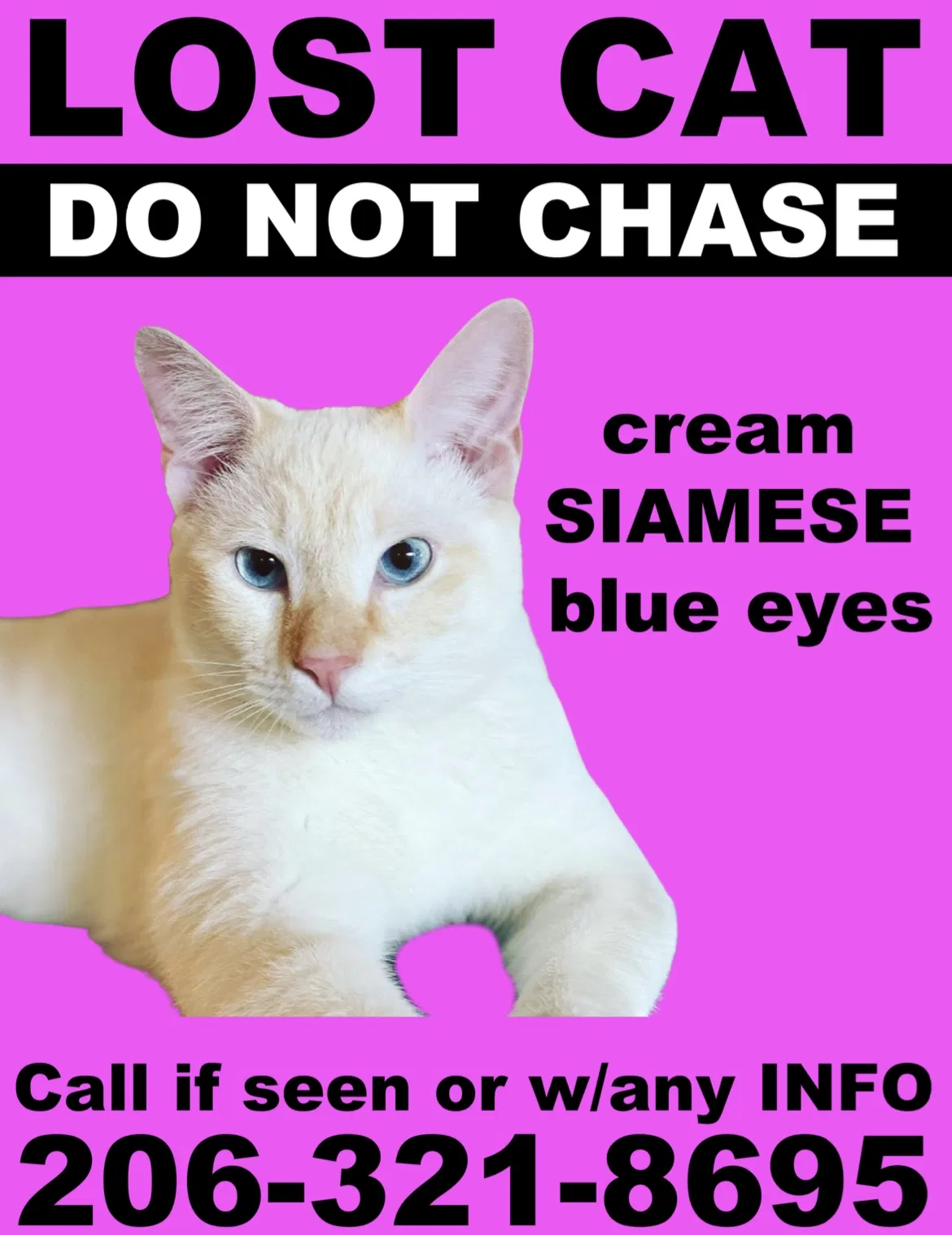 Lost cat in Cave Creek, AZ, 85331