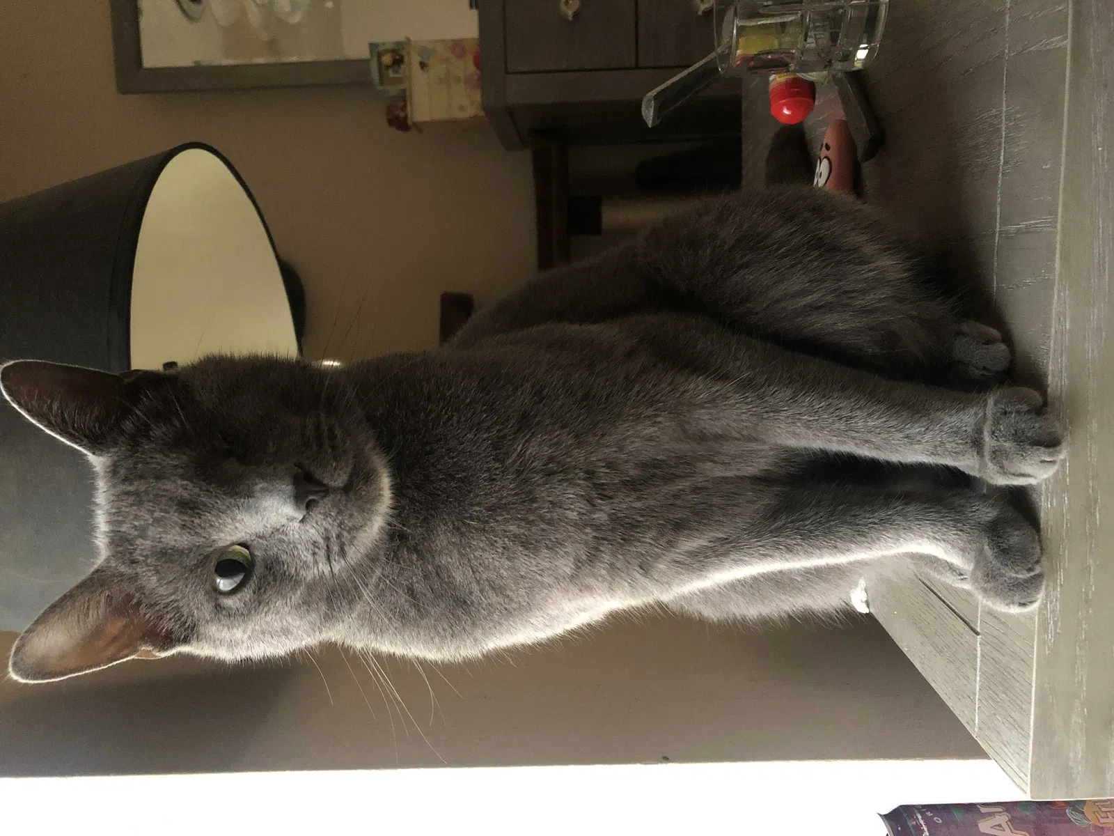 Lost cat in Galena Park, TX, 77547