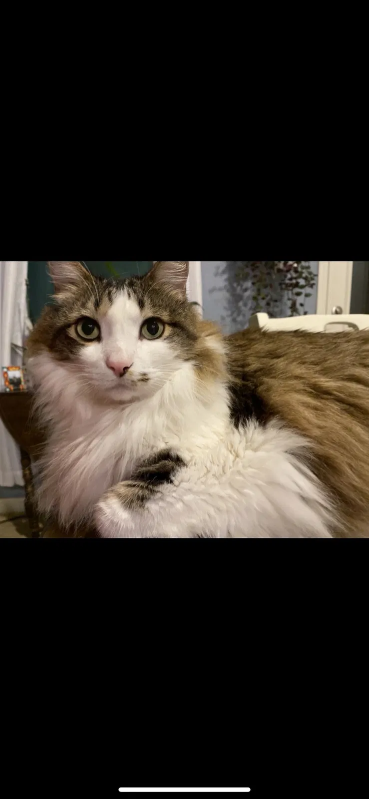 Lost cat in New Braunfels, TX, 78132