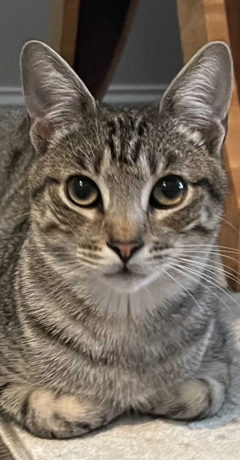 Lost cat in Houston, TX, 77095