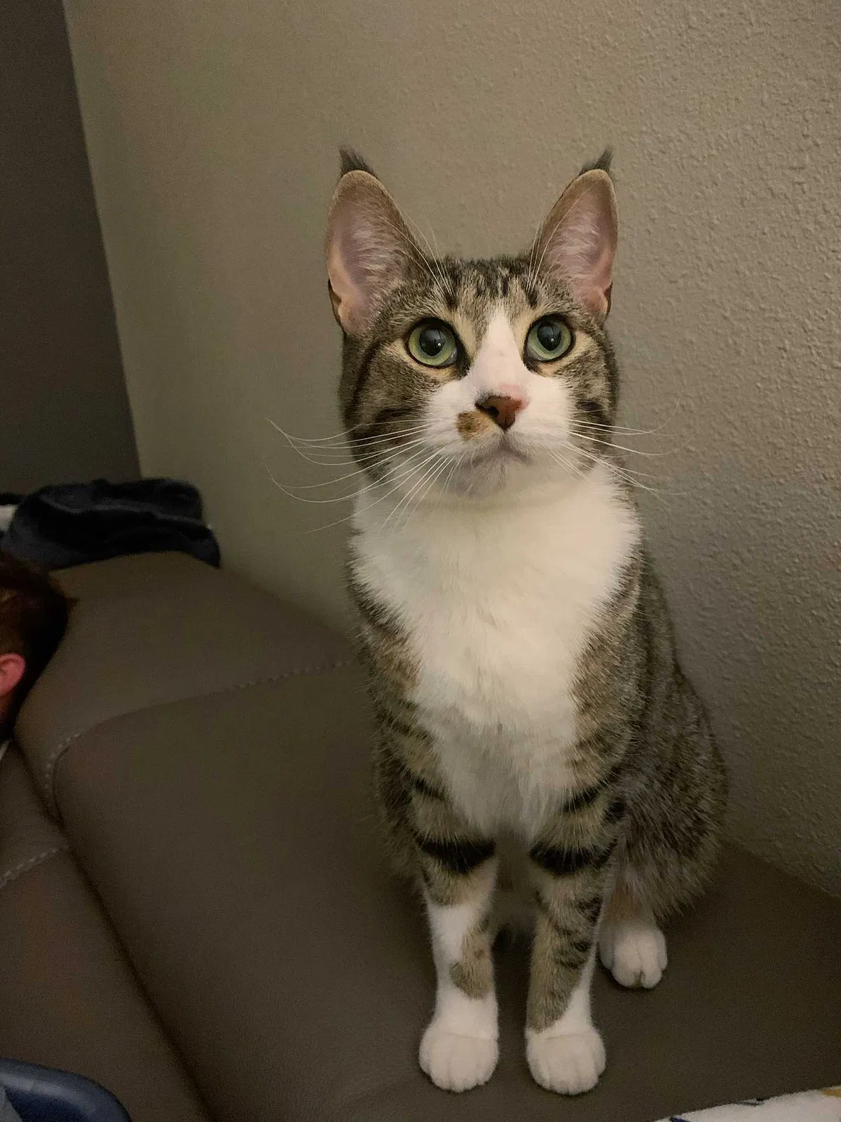 Lost cat in San Antonio, TX, 78212