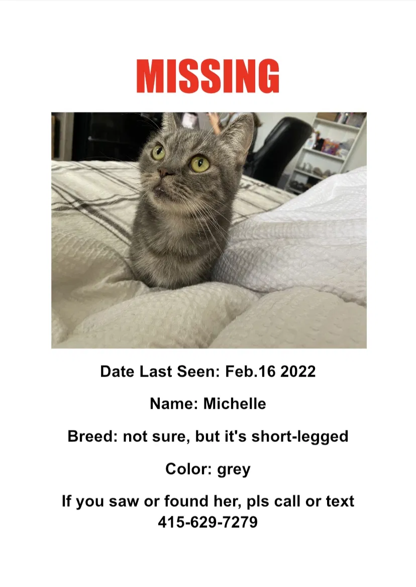 Lost cat in San Francisco, CA, 94134