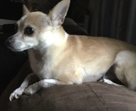 Lost dog in Fort Wayne, IN, 46825