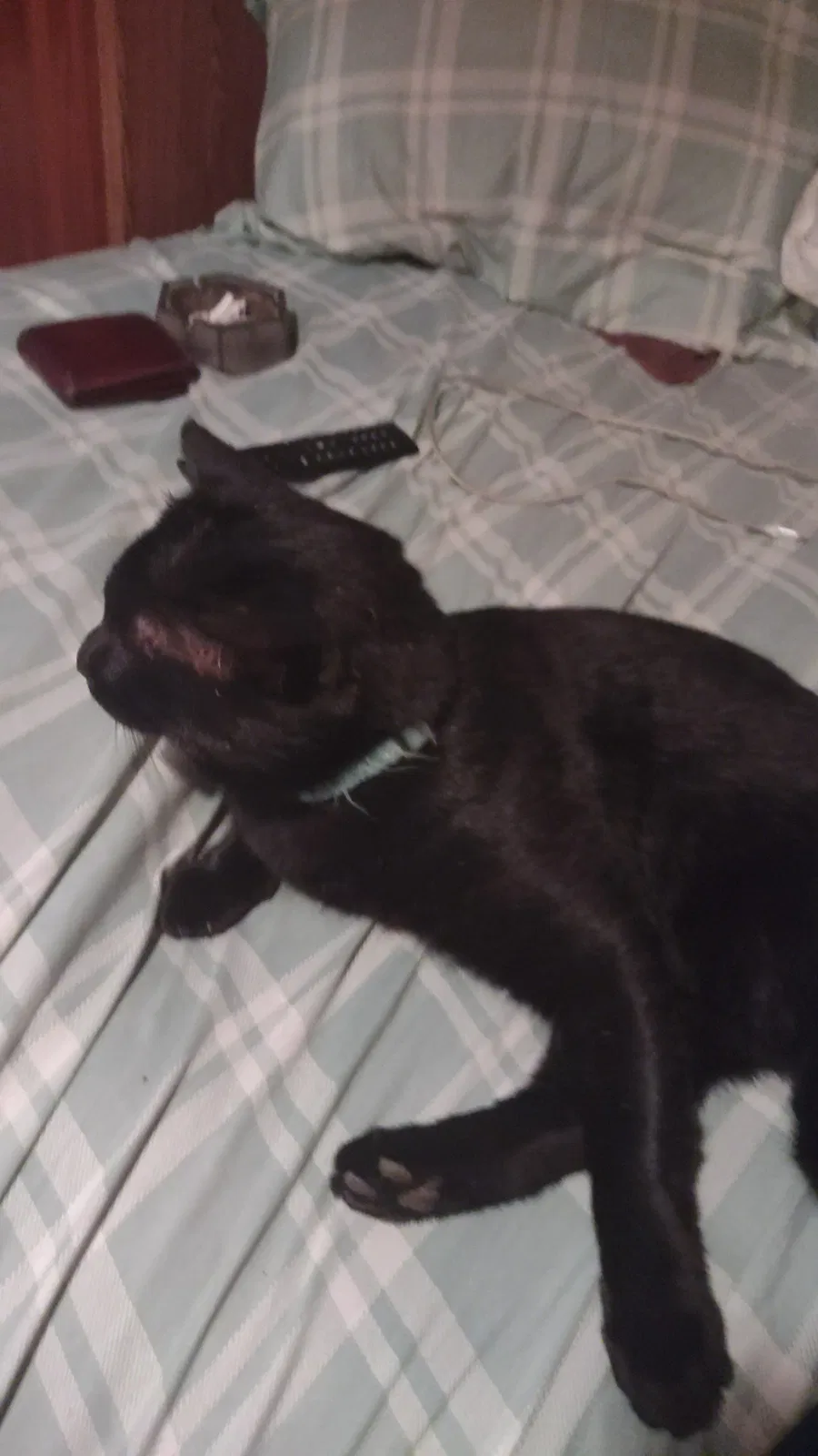 Lost cat in Woodstock, GA, 30189