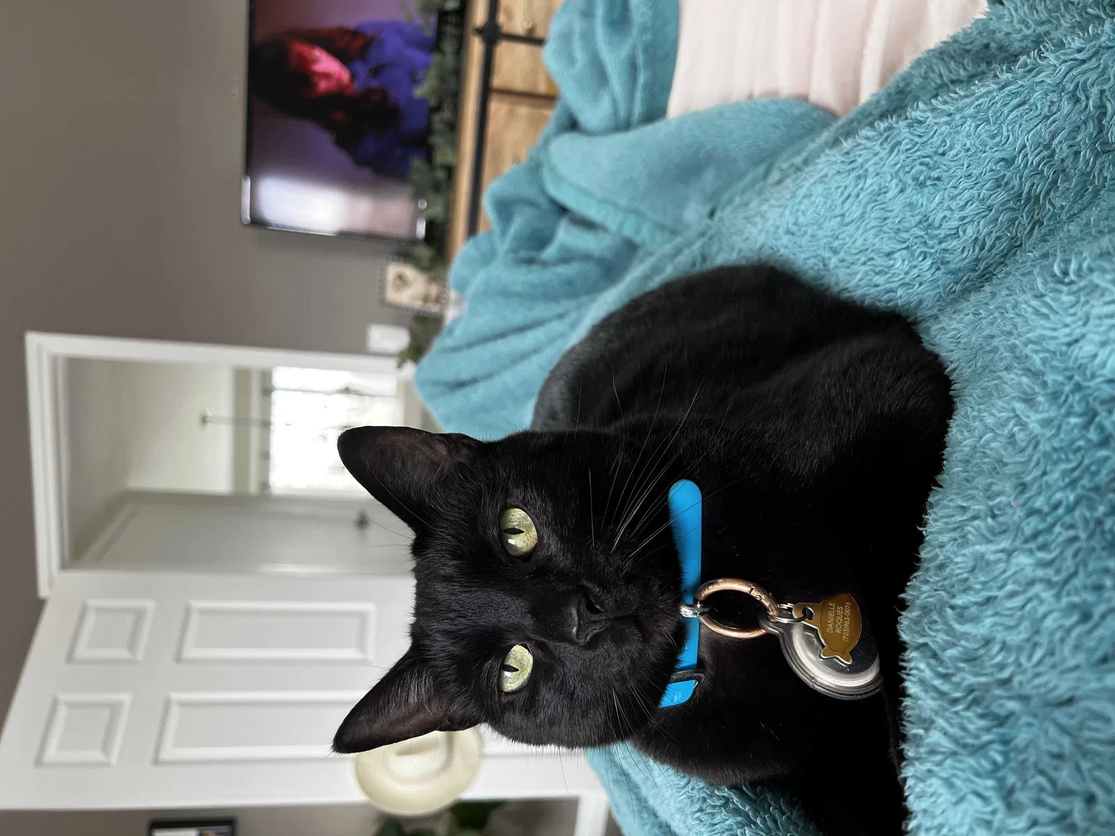 Lost cat in Huntington Beach, CA, 92648