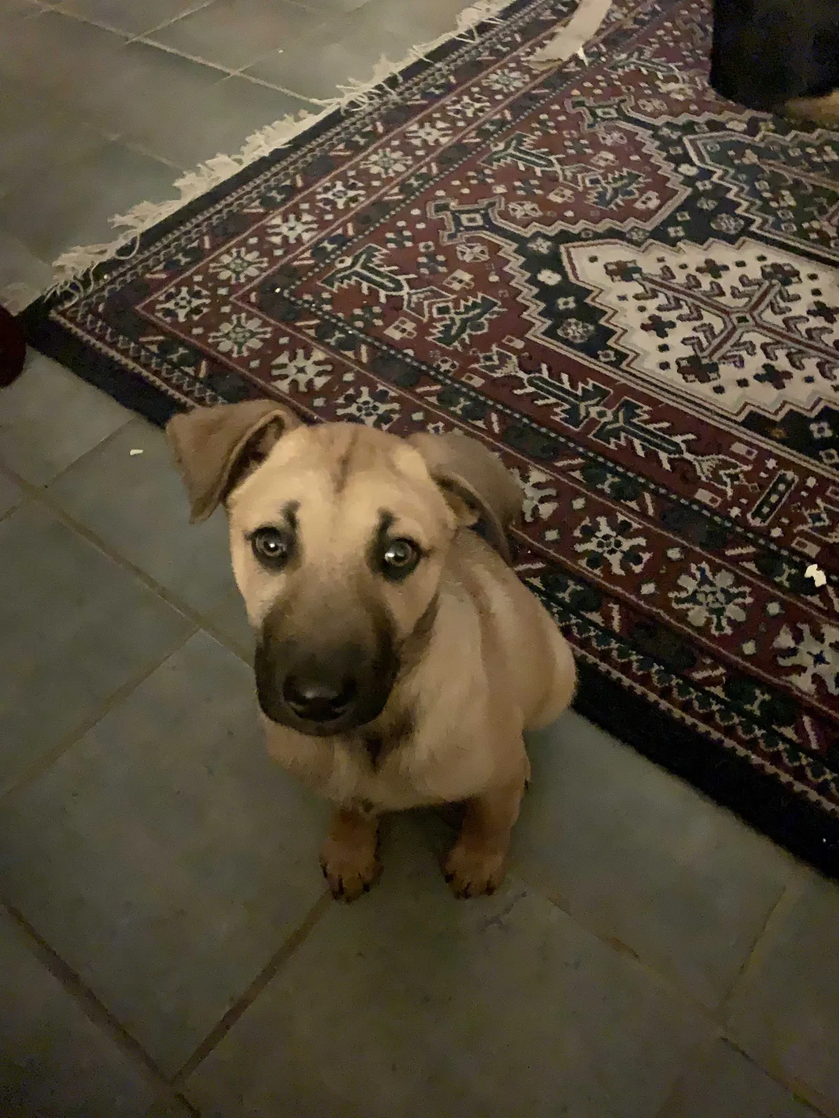 Lost dog in Athens, TX, 75751