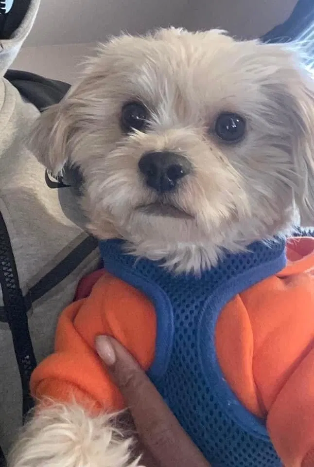 Lost dog in Newark, NJ, 7108