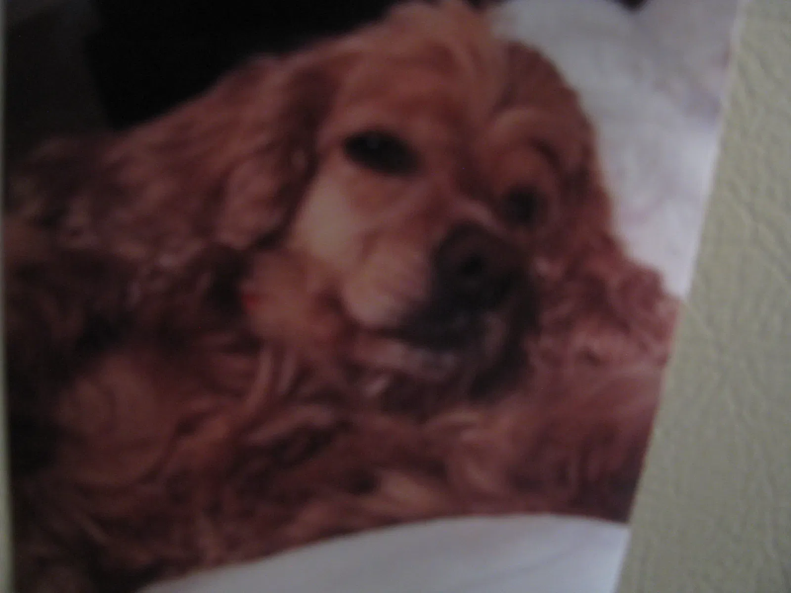 Lost dog in Pensacola, FL, 32501