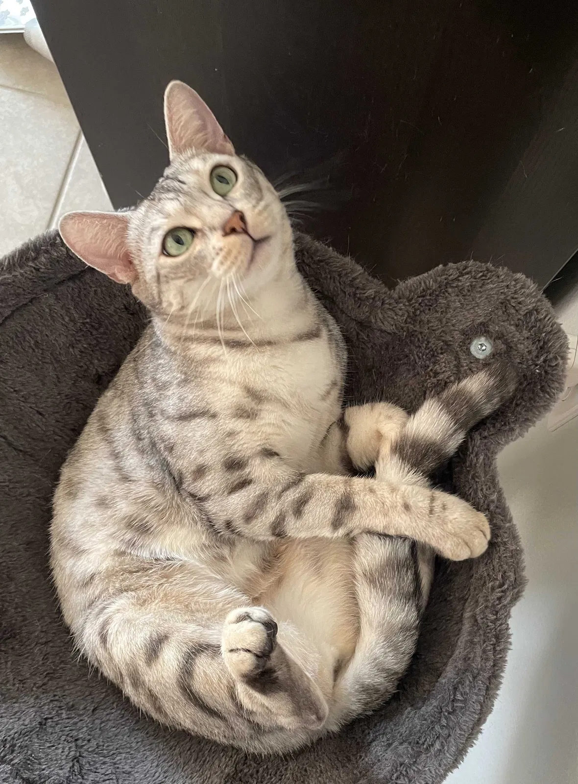 Lost cat in Clermont, FL, 34715