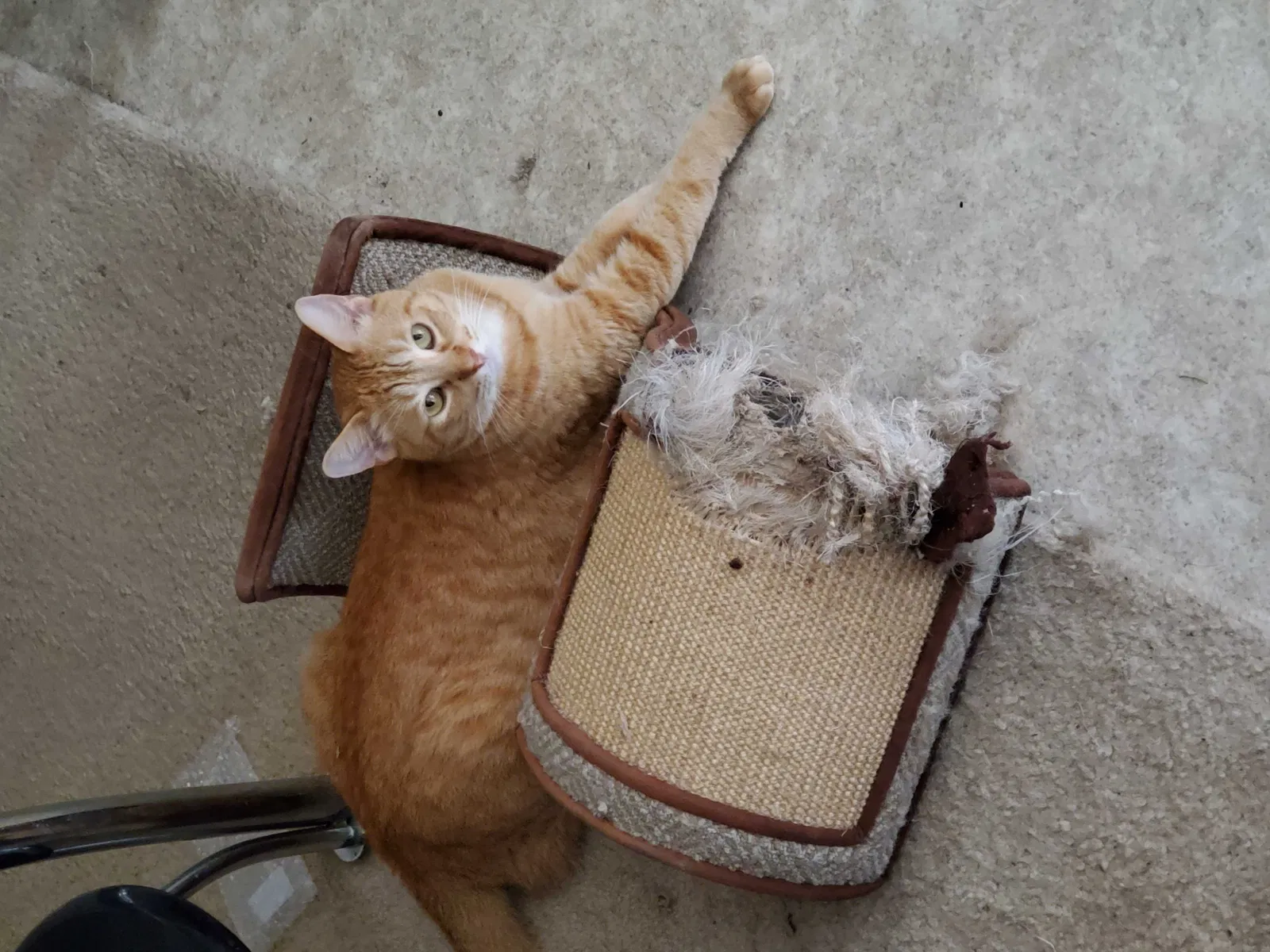 Lost cat in Spring, TX, 77373