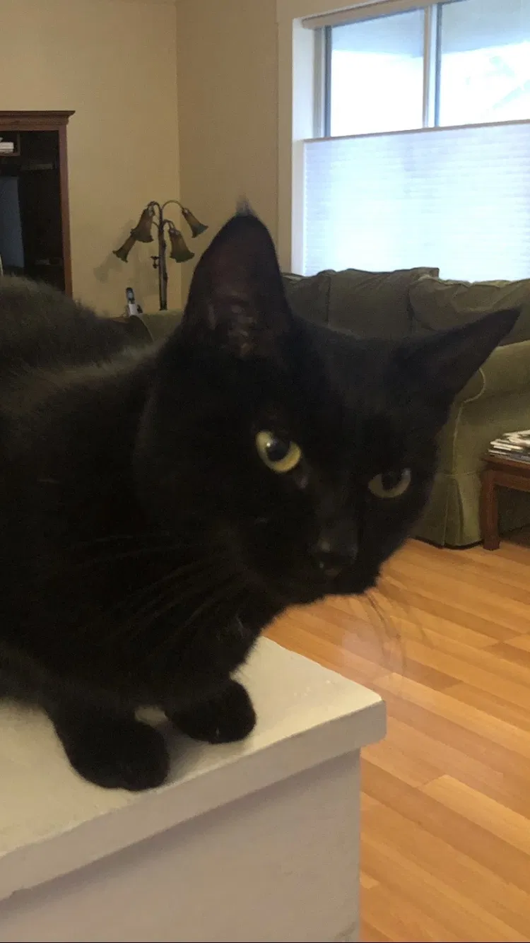 Lost cat in Portland, OR, 97202