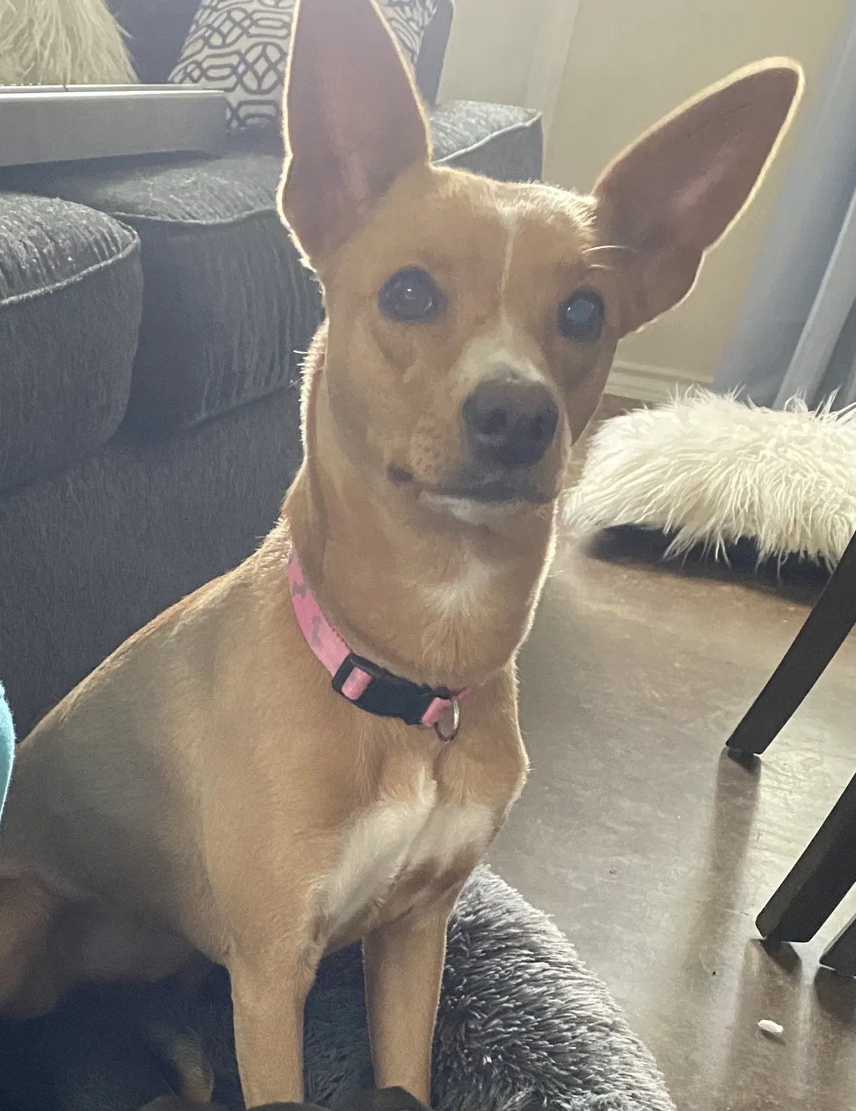 Lost dog in Universal City, TX, 78148