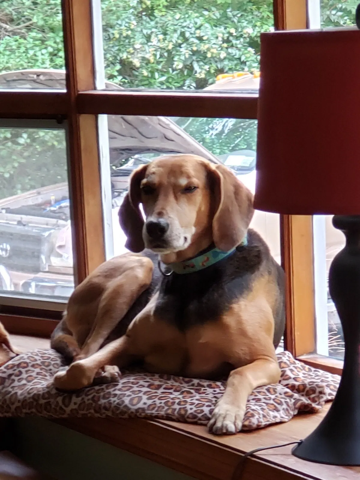 Lost dog in Little Neck, NY, 11362