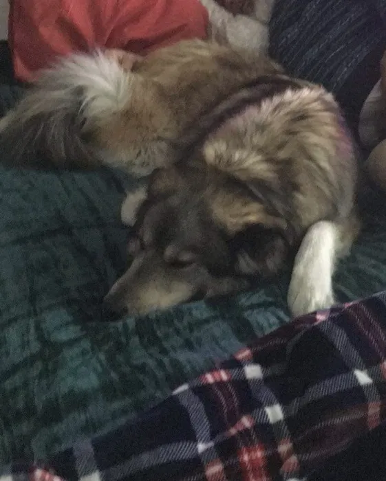 Lost dog in Arlee, MT, 59821