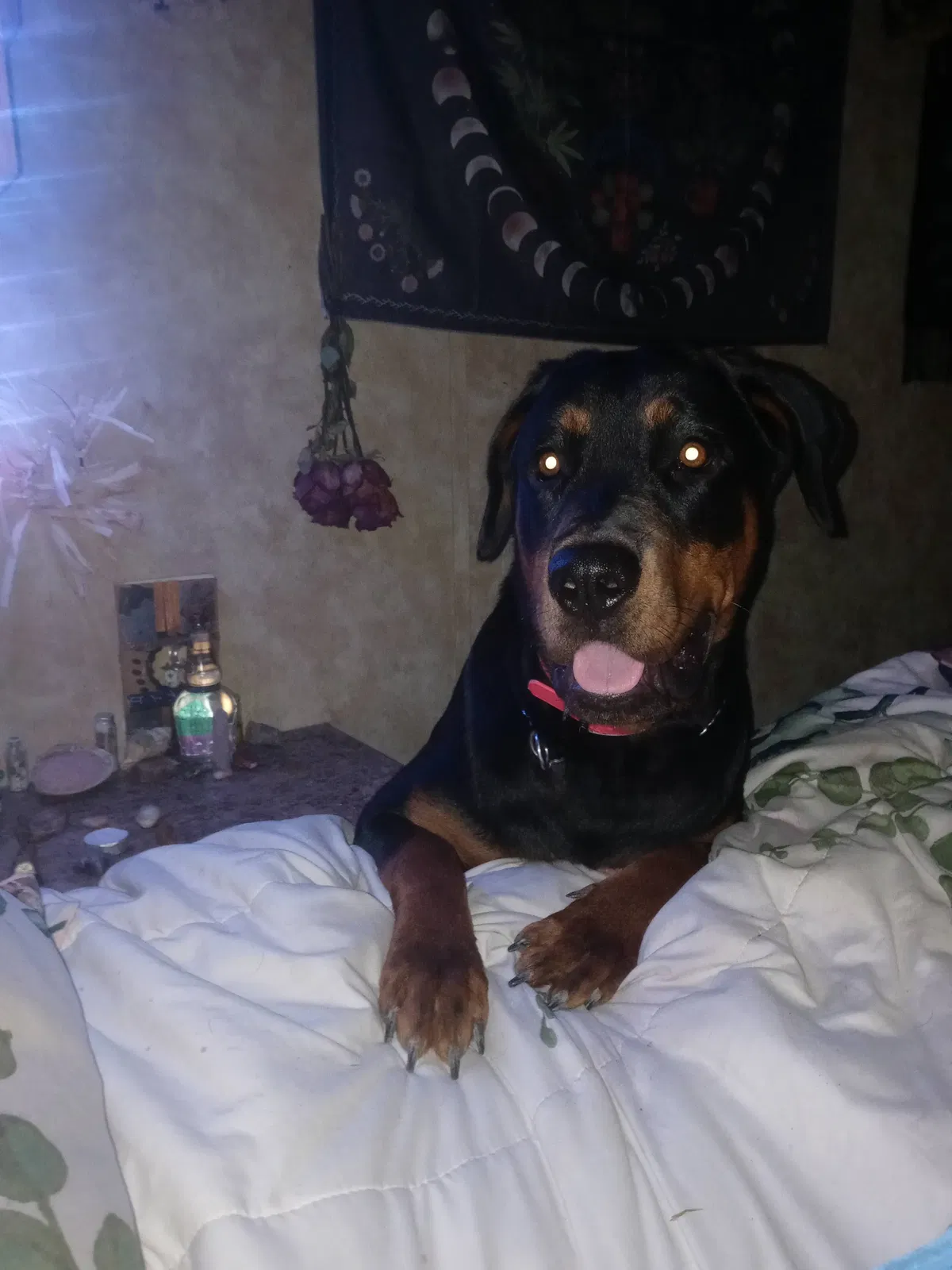 Lost dog in Corpus Christi, TX, 78404