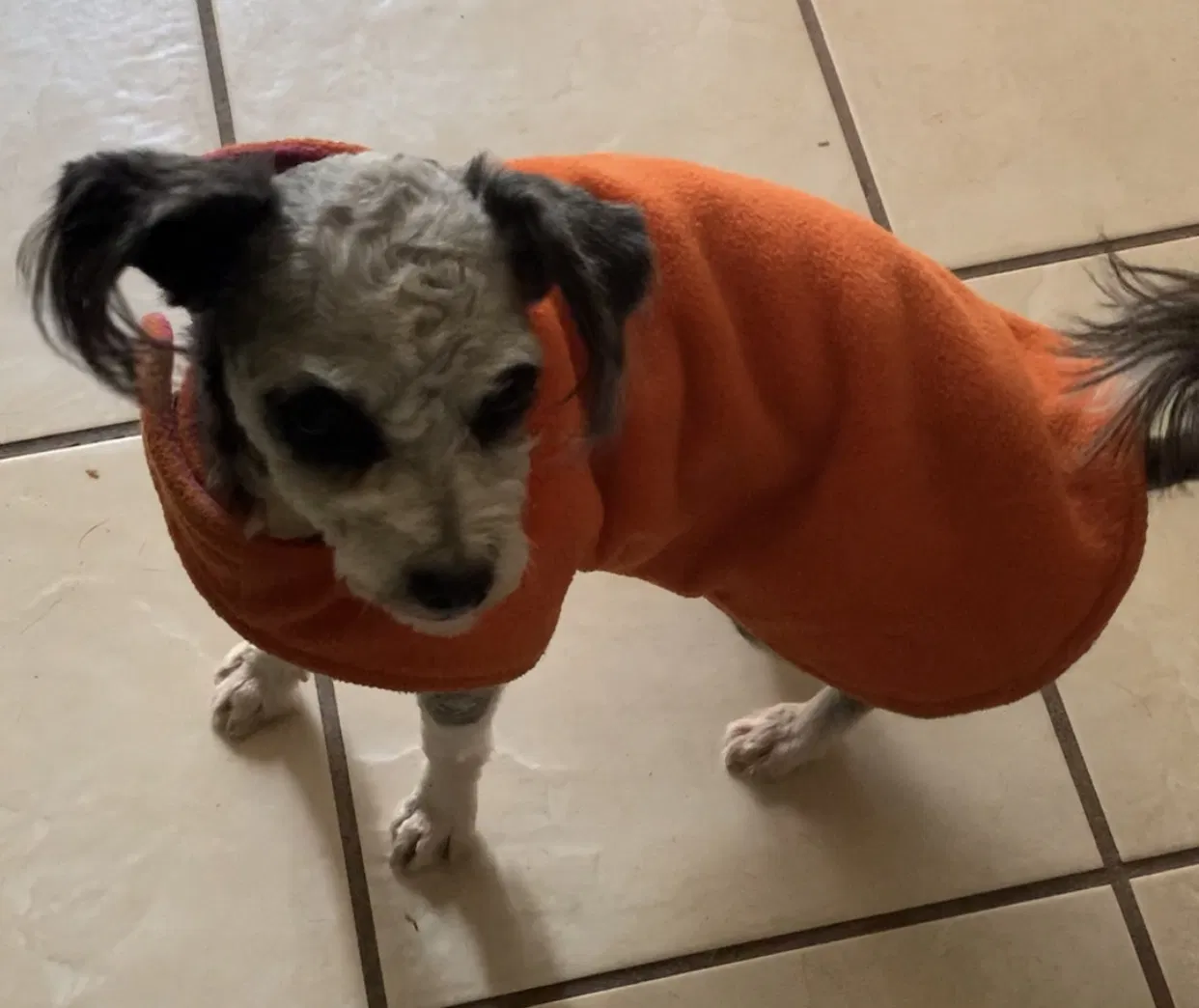 Lost dog in Missouri City, TX, 77459