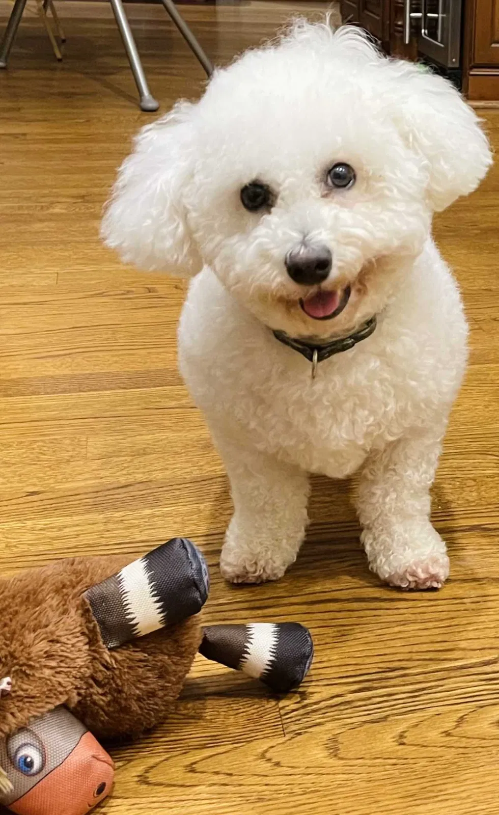 Lost dog in Greensboro, NC, 27408