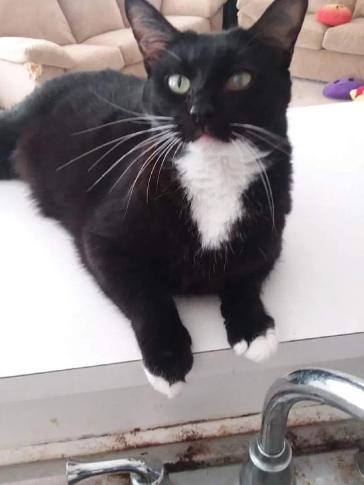 Lost cat in Rock Hill, SC, 29730