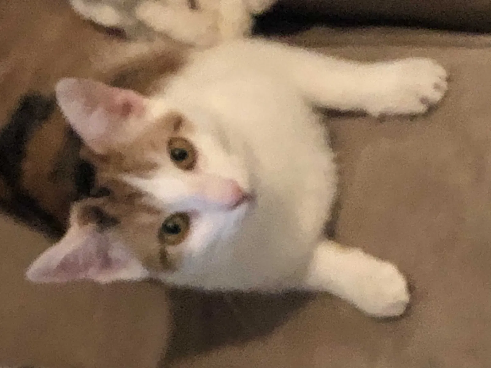 Lost cat in Plano, TX, 75024