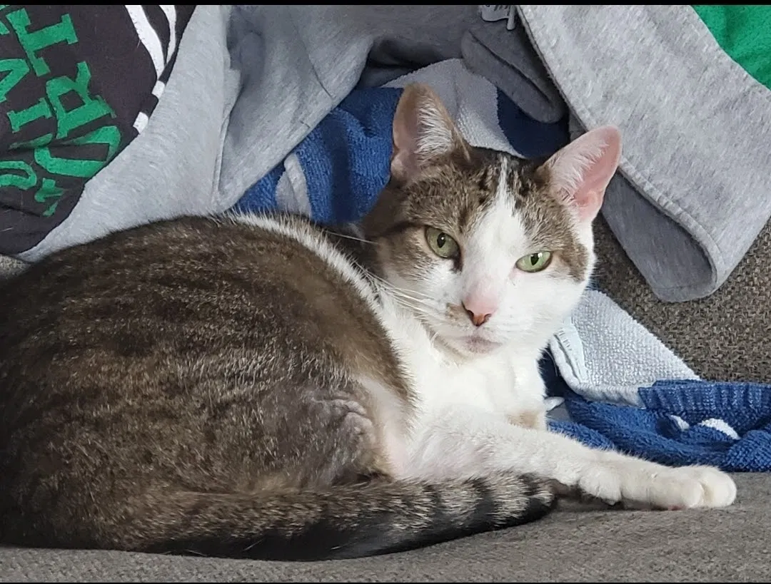 Lost cat in Fort Worth, TX, 76177