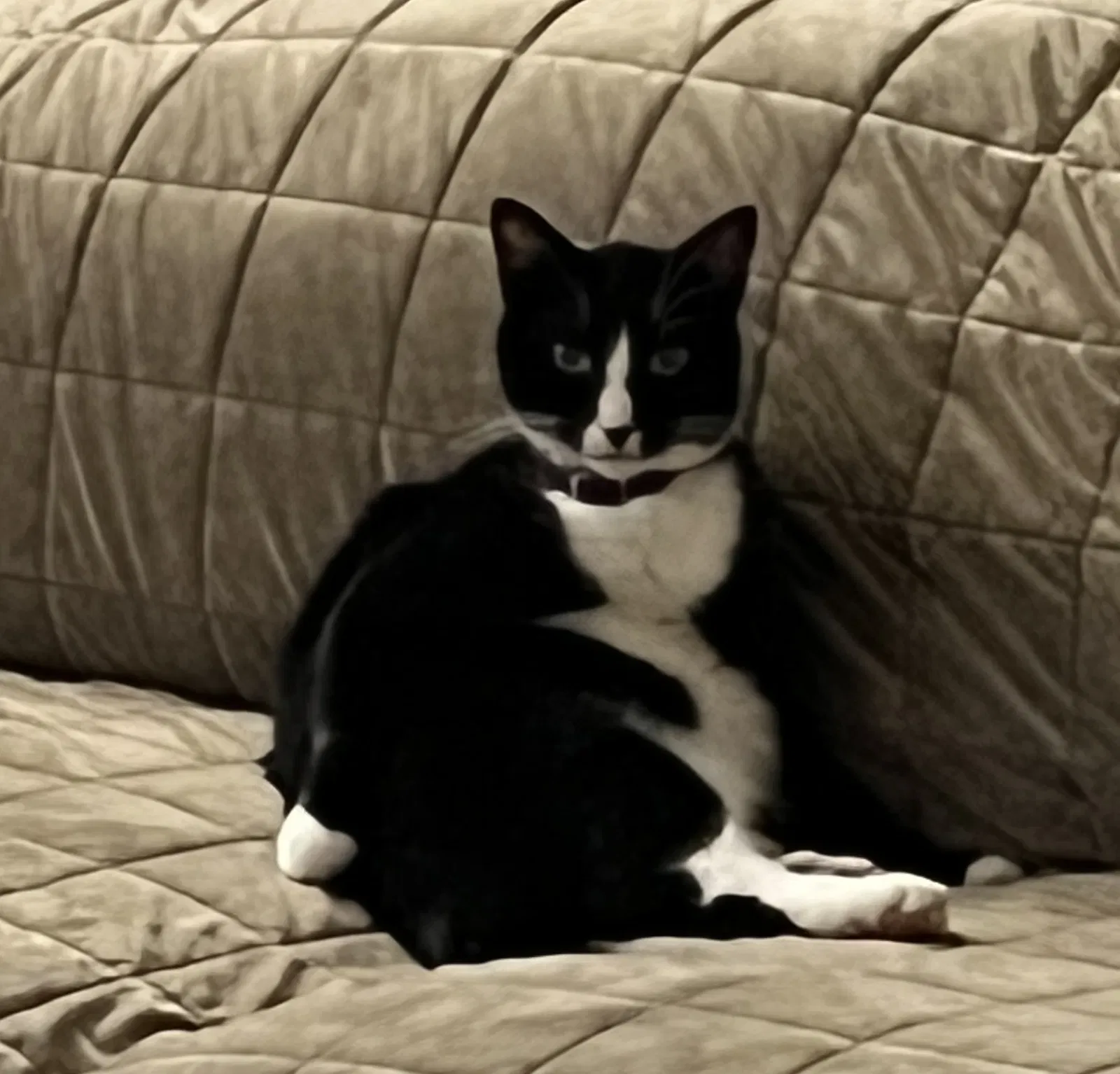 Lost cat in Mount Dora, FL, 32757