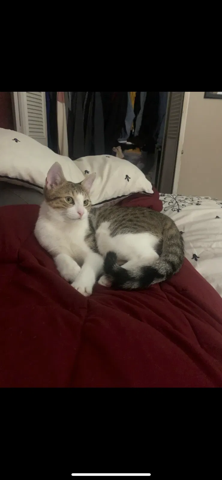 Lost cat in Aurora, CO, 80012