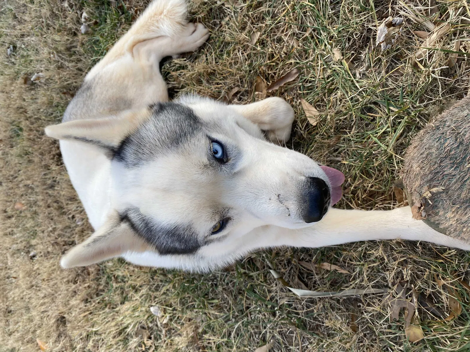 Lost dog in Hickory, NC, 28601