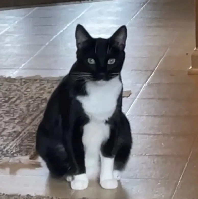 Lost cat in Fayetteville, NC, 28314