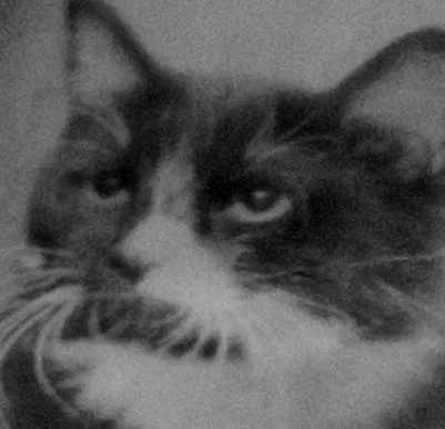 Lost cat in Las Vegas, NV, 89120
