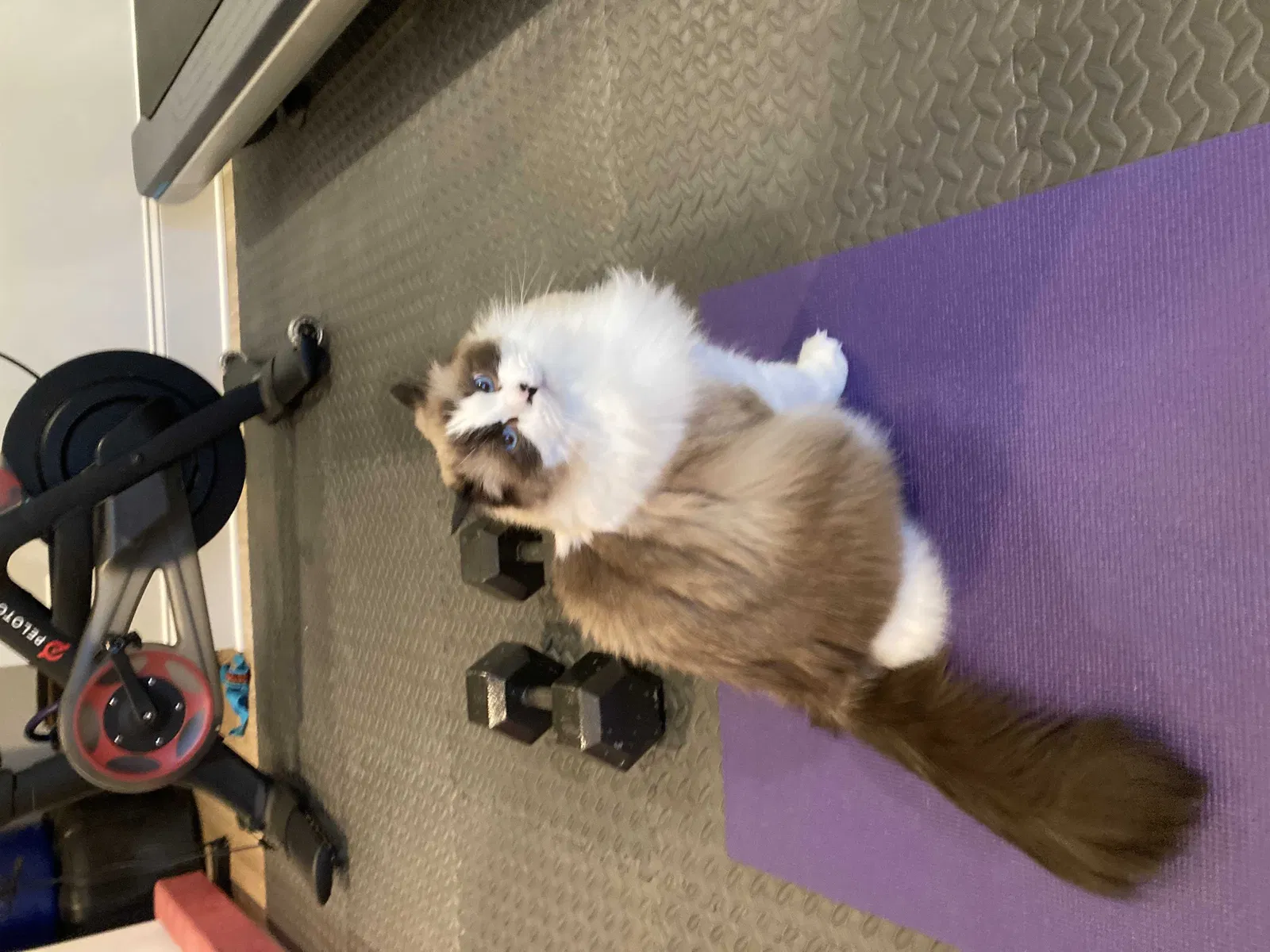 Lost cat in Davidson, NC, 28036