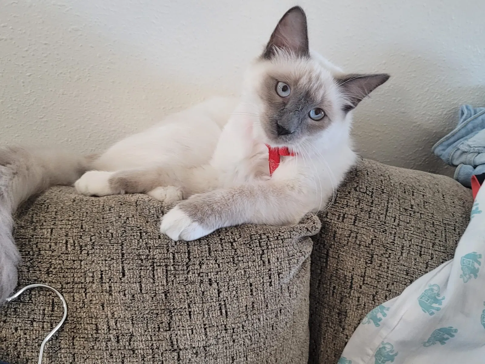 Lost cat in Edinburg, TX, 78542