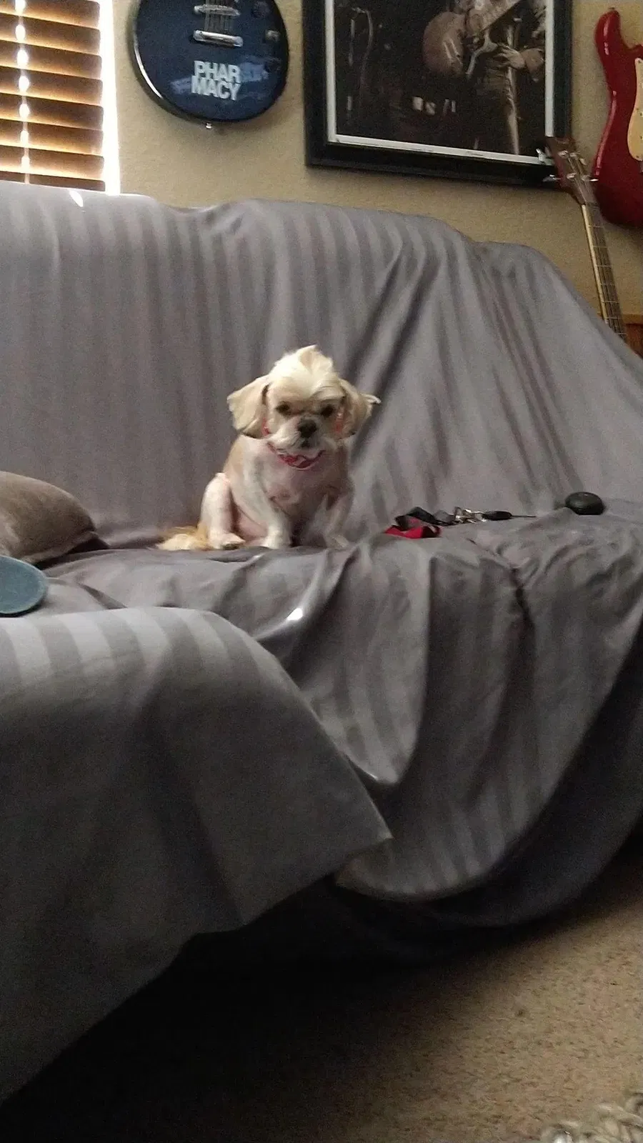 Lost dog in Victorville, CA, 92392
