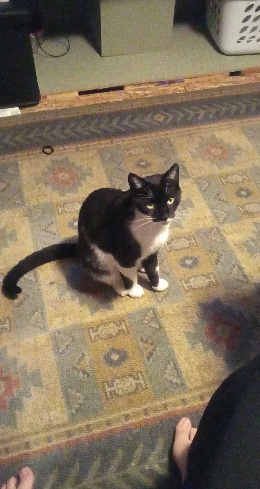 Lost cat in Michigantown, IN, 46057