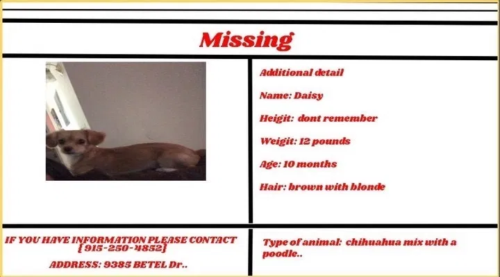 Lost dog in El Paso, TX, 79907