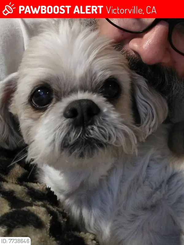 Lost dog in Victorville, CA, 92392