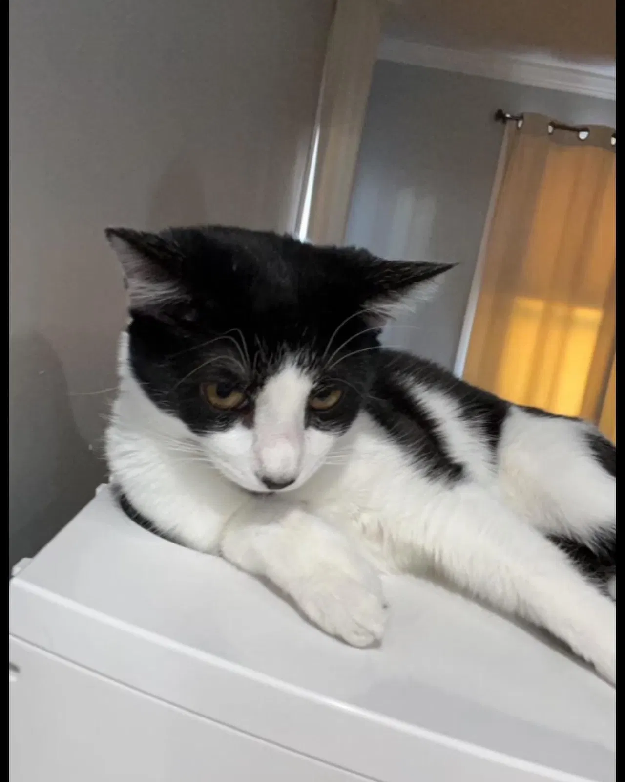 Lost cat in Marlborough, MA, 1752