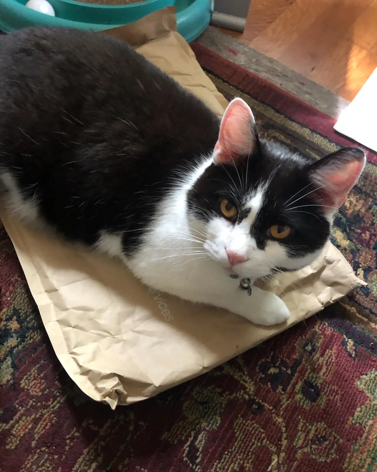 Lost cat in Chatham, NJ, 7928